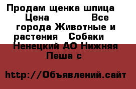 Продам щенка шпица.  › Цена ­ 15 000 - Все города Животные и растения » Собаки   . Ненецкий АО,Нижняя Пеша с.